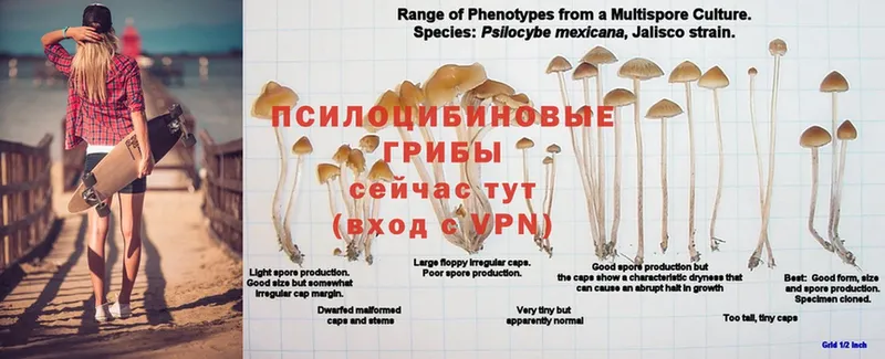 где найти   Вуктыл  Галлюциногенные грибы ЛСД 